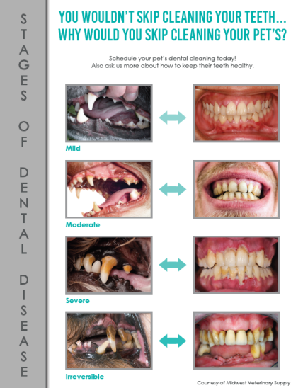 Dentistry - Magnolia Springs Veterinary 