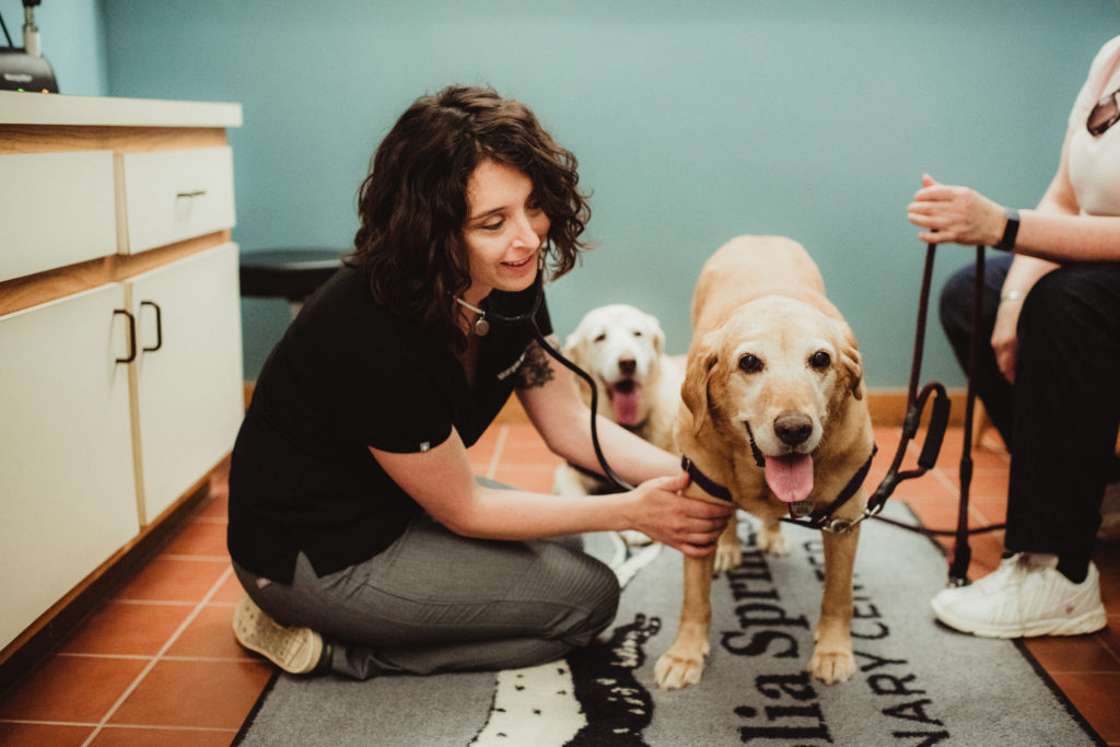 INTERNAL MEDICINE Magnolia Springs Veterinary Center