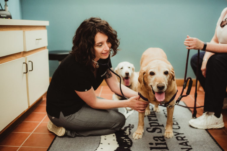 INTERNAL MEDICINE Magnolia Springs Veterinary Center