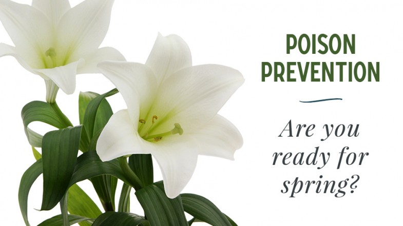 Pet Poison Prevention: Are You Ready for Spring ...