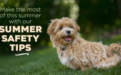 Make the Most of this Summer with Our Summer Safety Tips