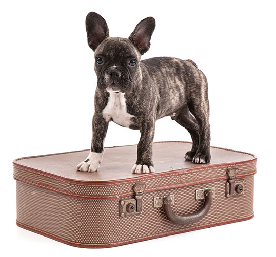 Puppy French bulldog on suitcase