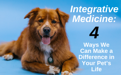 Integrative Medicine: Four Ways We Can Make a Difference in Your Pet’s Life