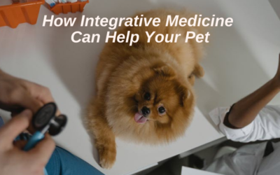 How Integrative Medicine Can Help Your Pet