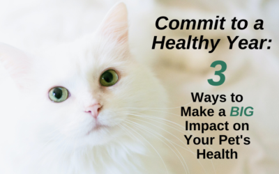 Commit to a Healthy Year: 3 Ways to Make a BIG Impact on Your Pet’s Health