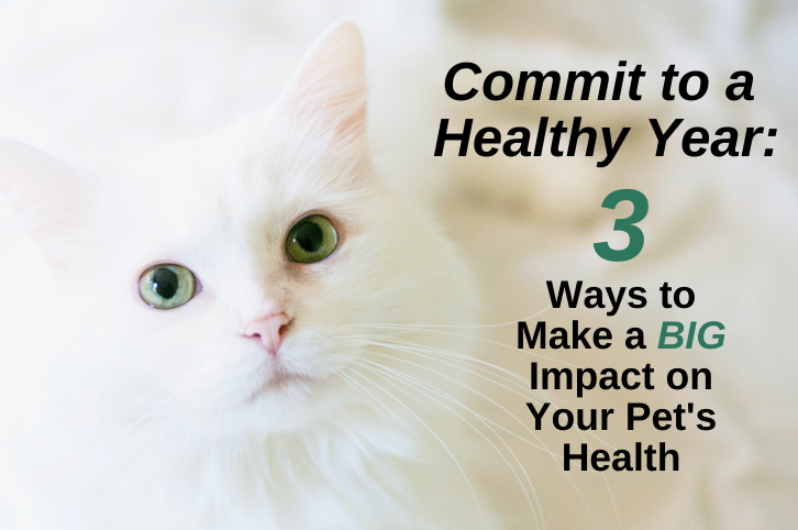 Commit to Your Pet's Health