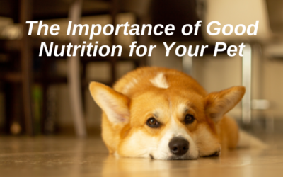 The Importance of Good Nutrition for Your Pet
