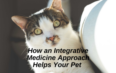 How an Integrative Medicine Approach Helps Your Pet