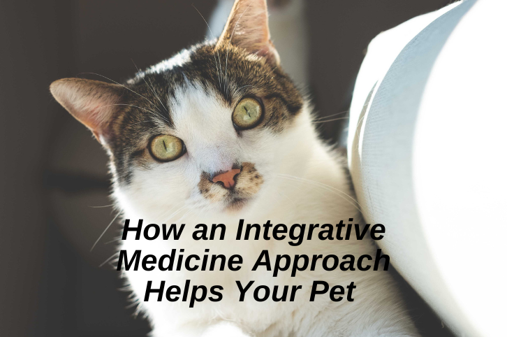 integrative veterinary medicine