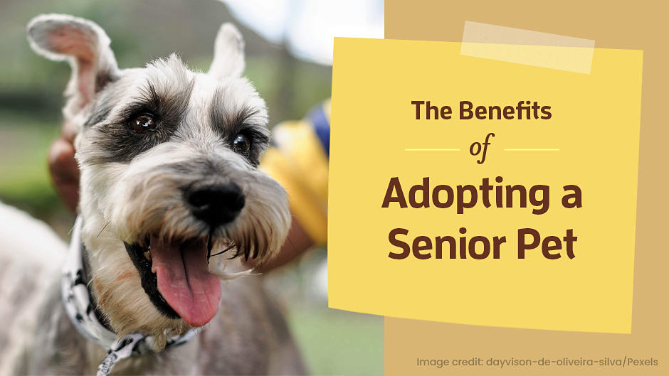 The Benefits of Adopting a Senior Pet