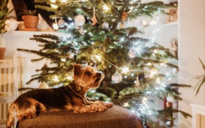 New Year’s Resolutions for Your Pet’s Health and Well-Being