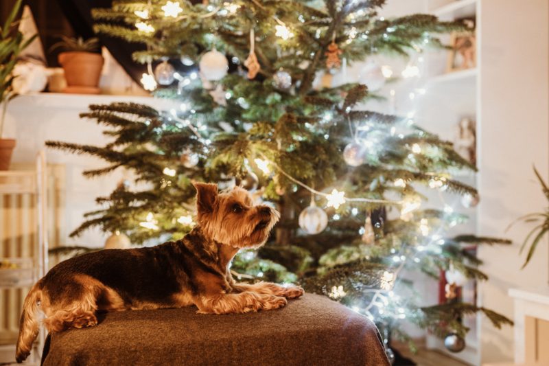 image of a dog by a christmas tree