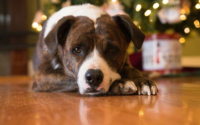 Is Your Pet Prepared for the New Year Holiday? Holiday Safety Tips For Pet Parents