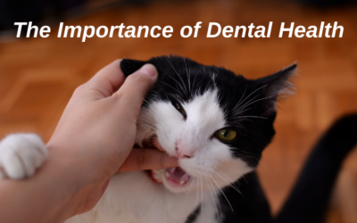 The Importance of Dental Health