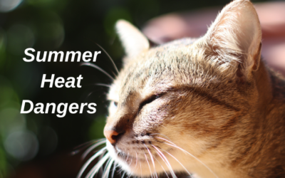Summer Heat Dangers