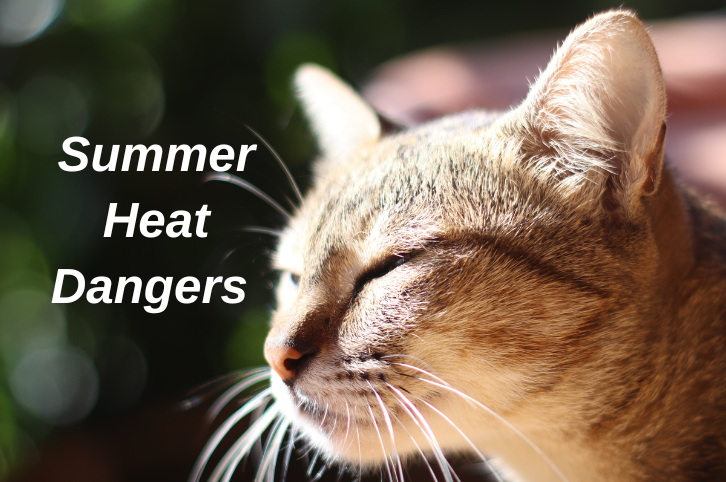 protecting pet's from summer heat