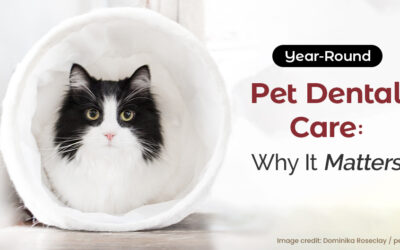 Year-Round Pet Dental Care