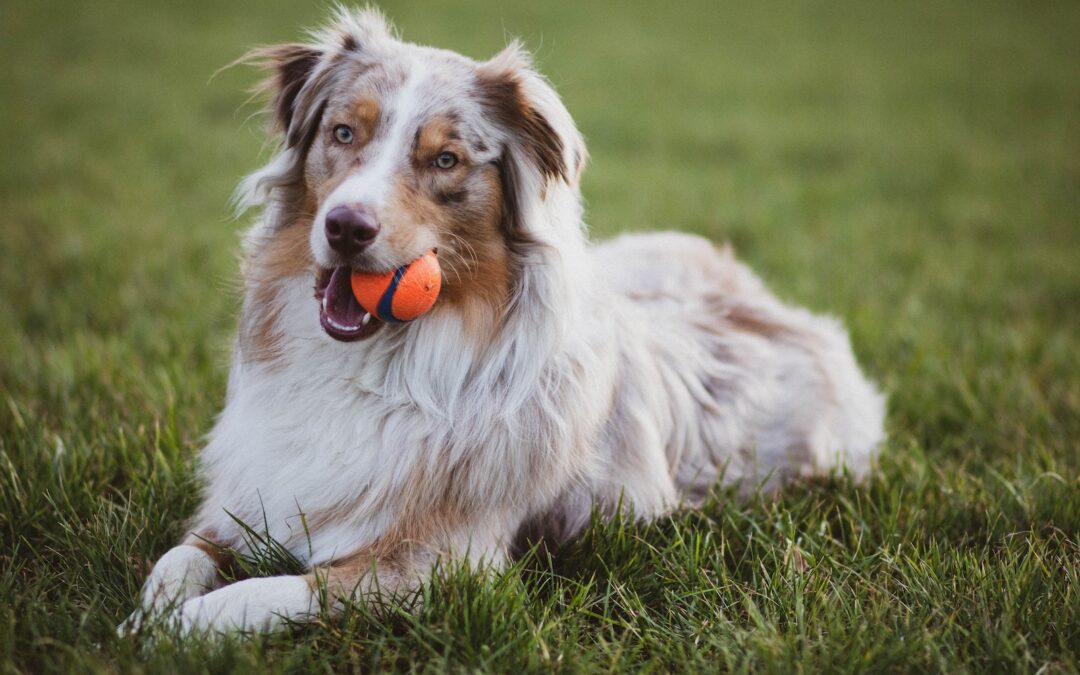 Picture of an Australian collie dog