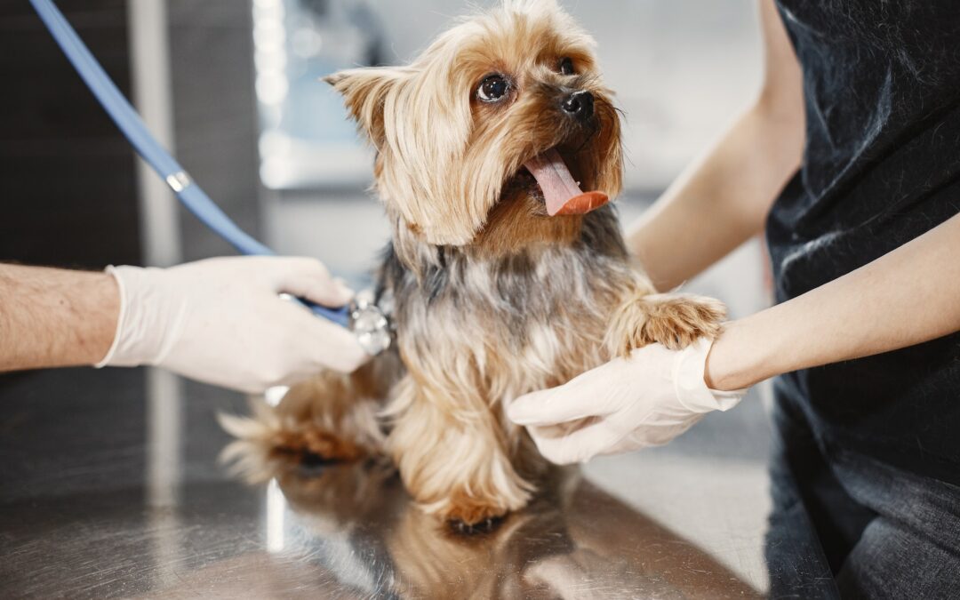 A Dog Having a Medical Check Up