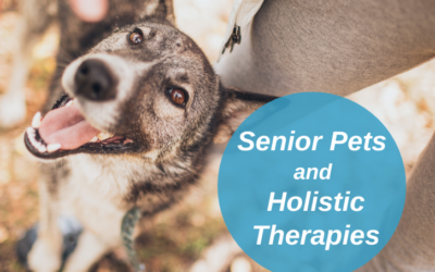 Senior Pets and Holistic Therapies