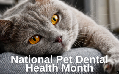 National Pet Dental Health Month