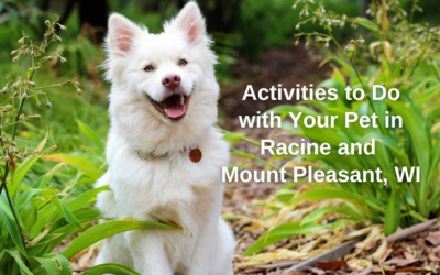 Pet Adventures: Activities To Do With Your Pet In The Racine/Mount Pleasant, WI Areas